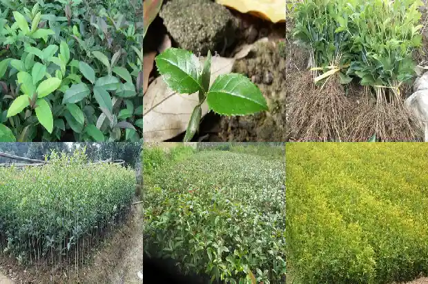 桂花树的高度一般是多少1690072176146
