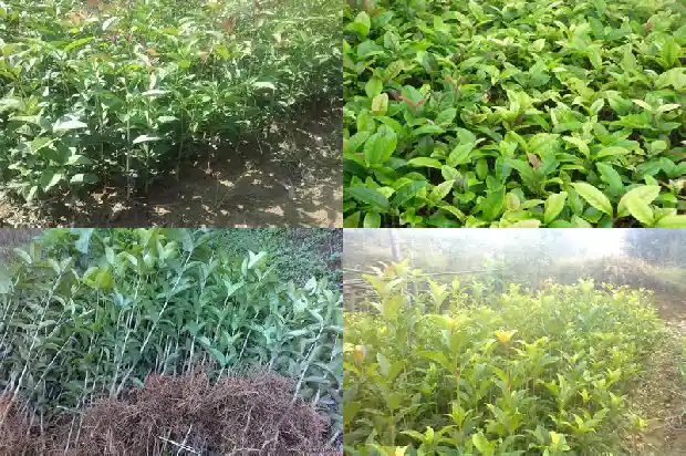 桂花树可以种北方吗1683248016456