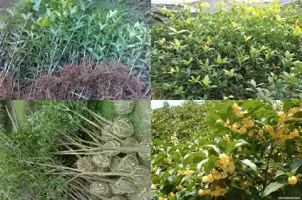 北方能栽种桂花树吗1683248048448