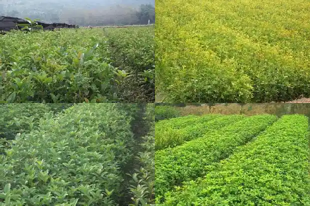 北方能栽种桂花树吗1683248048496