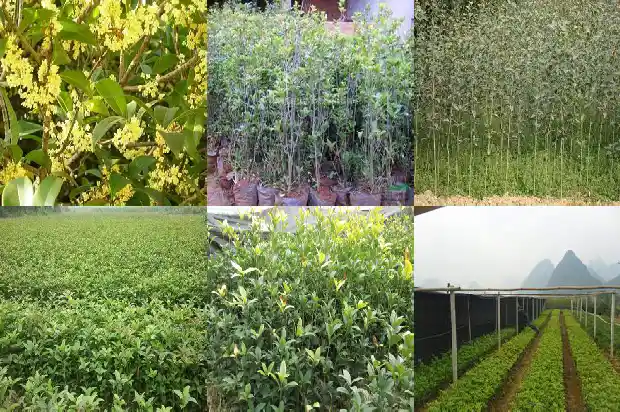 桂花树苗在北方能活吗有毒吗1683248076290