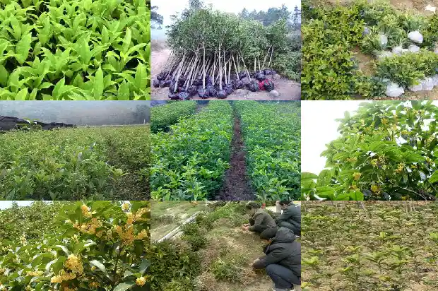 桂花树苗在北方能活吗有毒吗1683248076338