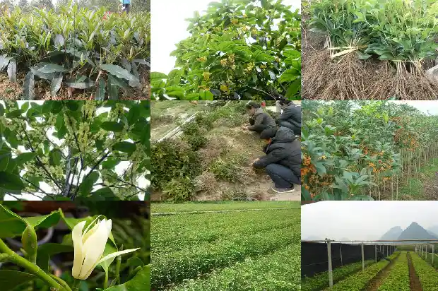 桂花树苗在北方能活吗有毒吗1683248076385
