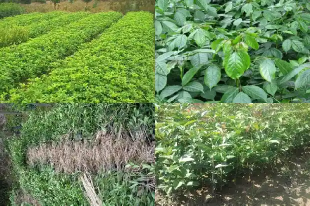 北方可以种植桂花树吗?1683248106832