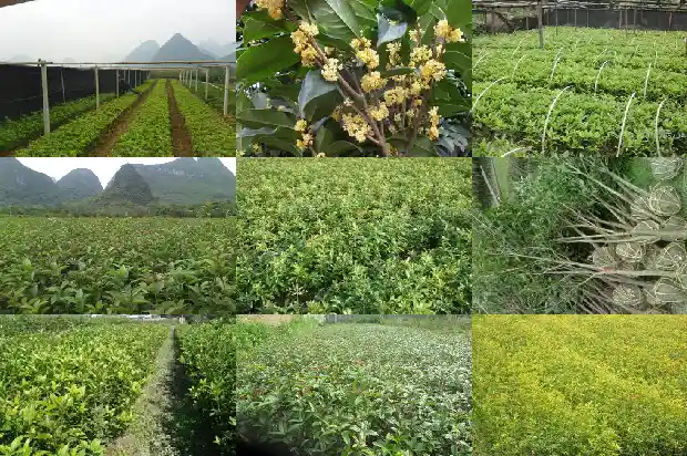 北方可以种植桂花树吗?1683248106879