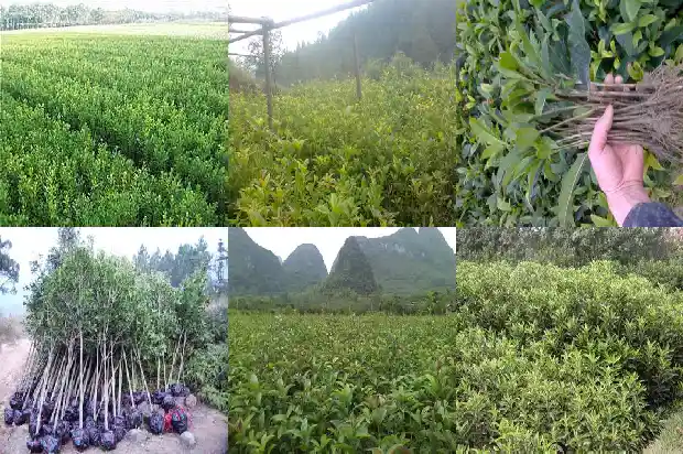 北方可种桂花树吗1683248139521