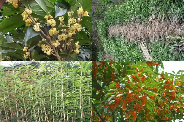 北方可种桂花树吗1683248139569