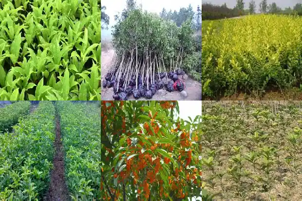 北方可种桂花树吗1683248139617