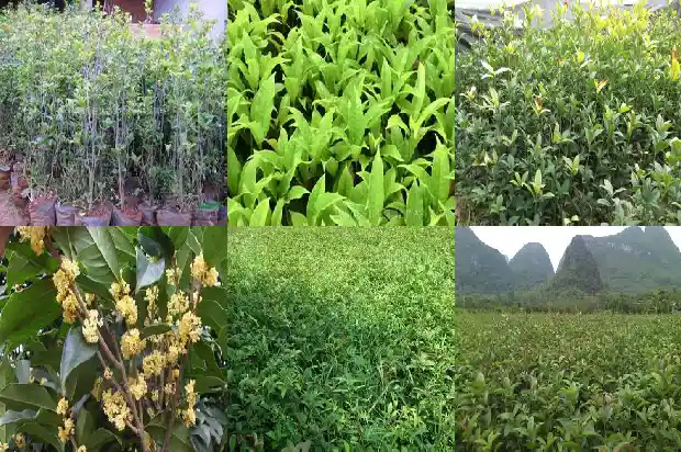 冬季能种植桂花树吗1683248203755