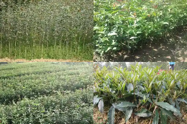 冬季能种植桂花树吗1683248203803