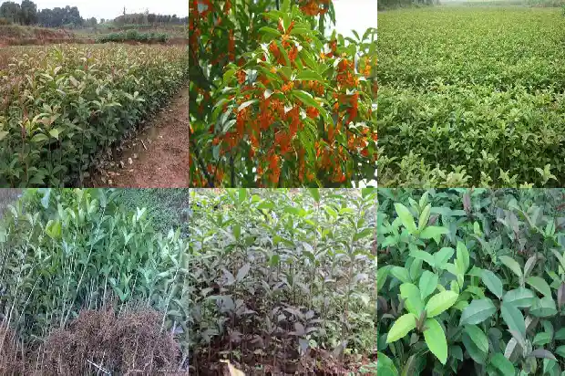 冬季能种植桂花树吗1683248203851