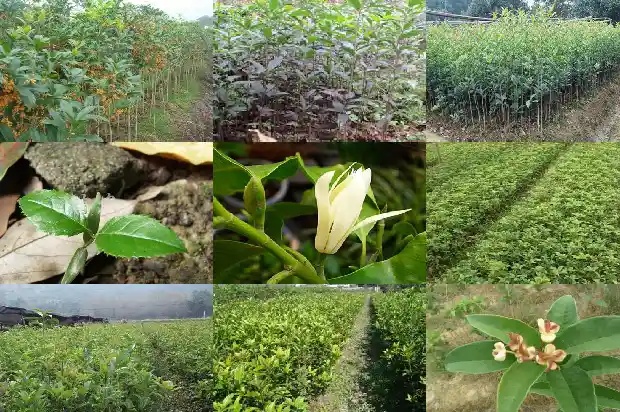在北方桂花树栽到地上能过冬吗1683248237028