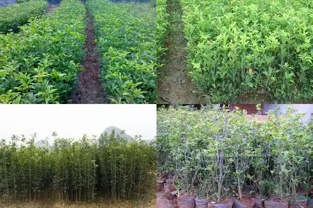 在北方桂花树栽到地上能过冬吗1683248237171
