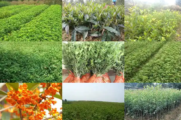 桂花树种子可以种吗1683248301326