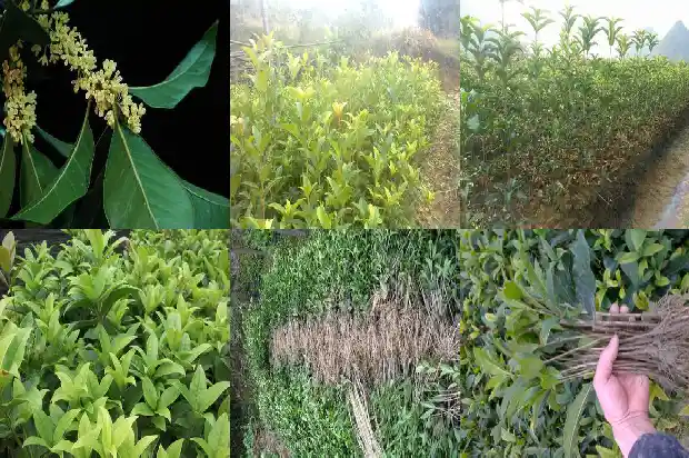 现在移栽桂花树能活吗北方还是南方1683248418572