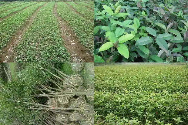 现在移栽桂花树能活吗北方还是南方1683248418620