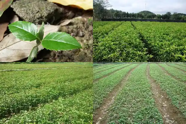 夏天能移植桂花树吗1683248454073