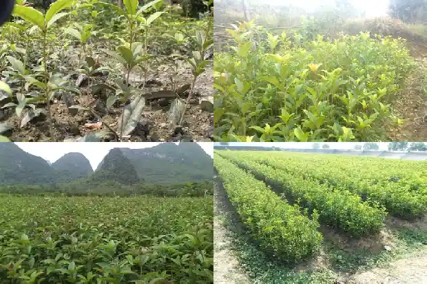 桂花树苗现在能栽活吗北方还是南方1683248474438