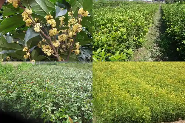 桂花树苗现在能栽活吗北方还是南方1683248474485