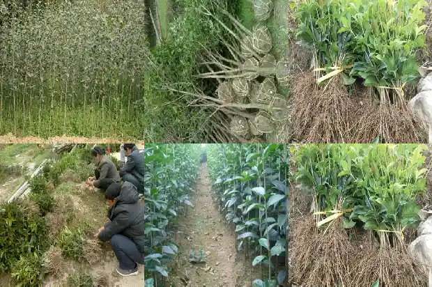 现在可以种桂花树苗吗北方1683248496285