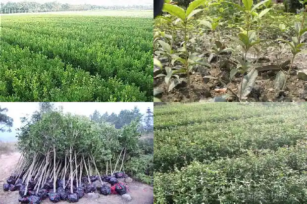 现在可以种桂花树苗吗北方1683248496379