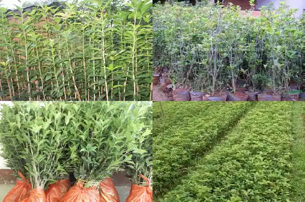 桂花树种子可以育苗吗1683248512271