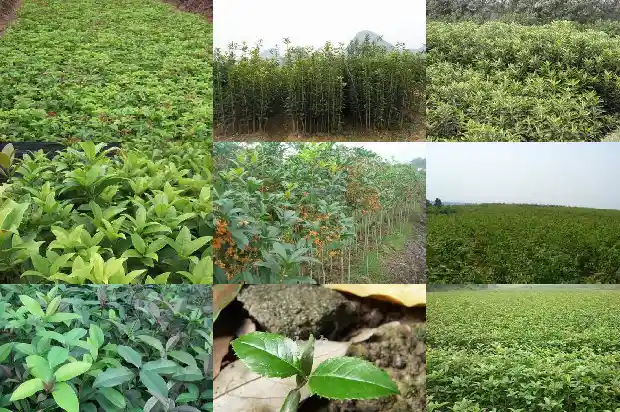 桂花树什么时候栽好活1683248531428