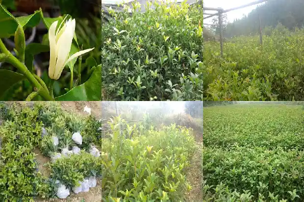桂花树什么时候栽好活1683248531476