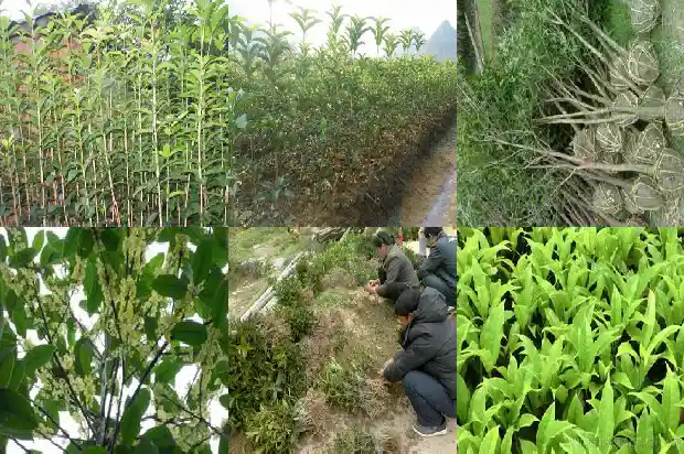 桂花木材的用途与功效与作用1688516335958