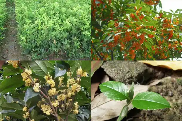 安徽桂花树苗价格多少1689985591622
