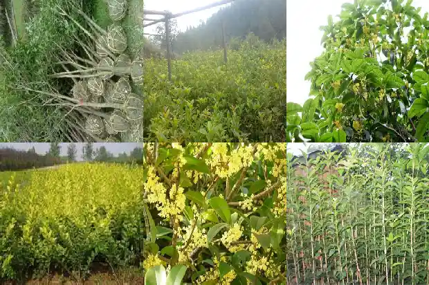 桂花树怎么栽才能活1683248589127