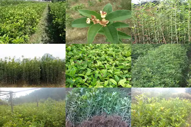 桂花种子的作用与功效1688608382971