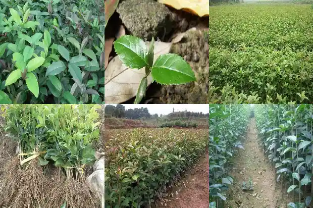 桂花树怎么栽才能活1683248589222