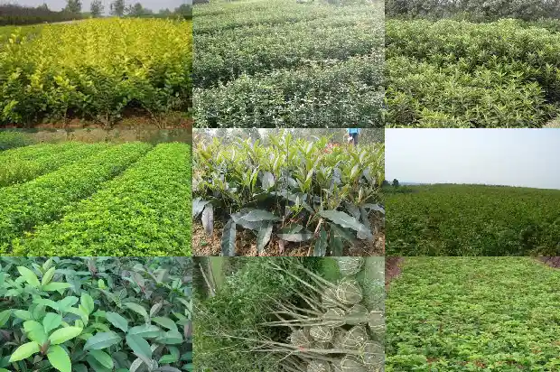 桂花树树枝能活么1683248610841