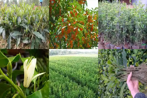 桂花树枝断了能插活吗1683248630206