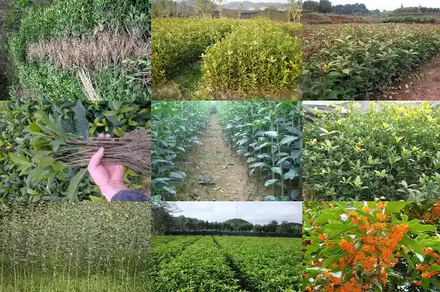 桂花树枝断了能插活吗1683248630254