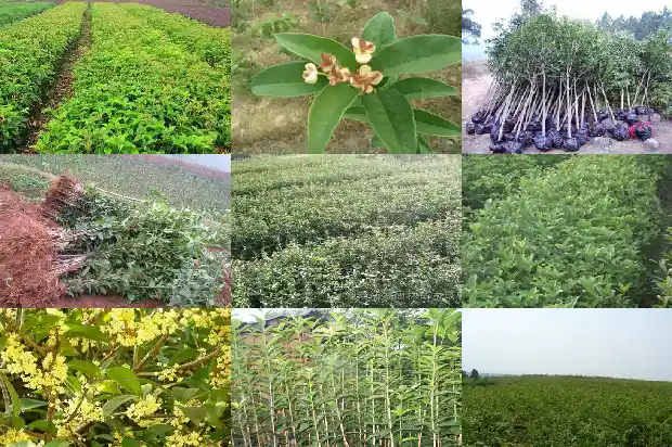 桂花树怎么养啊1683248652166