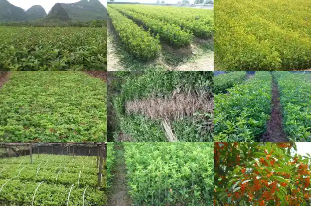 桂花树怎么养啊1683248652262