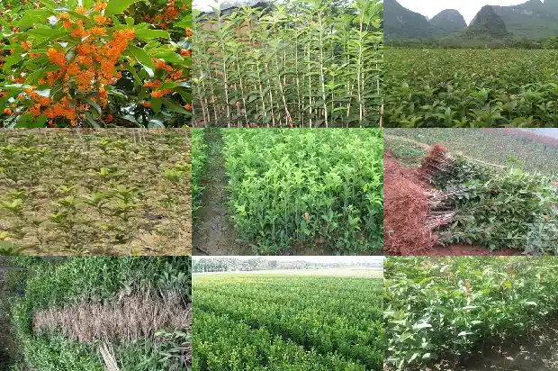 桂花树怎么养好活1683248691014