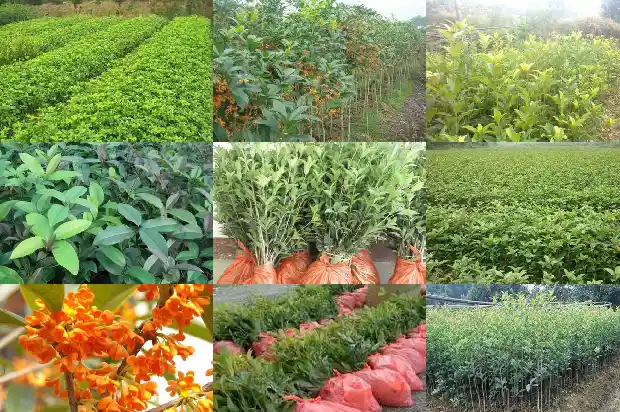 冬季可以栽桂花树苗吗1683248746561