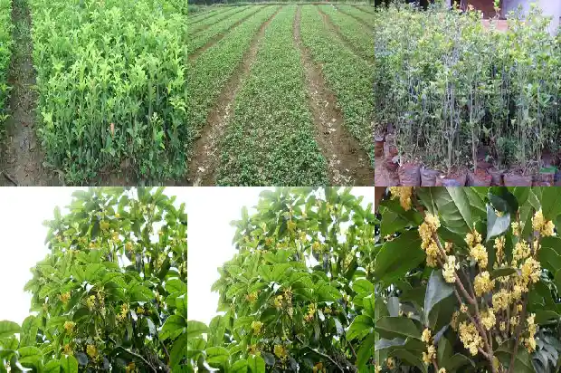 桂花树什么时候施肥1690677423934