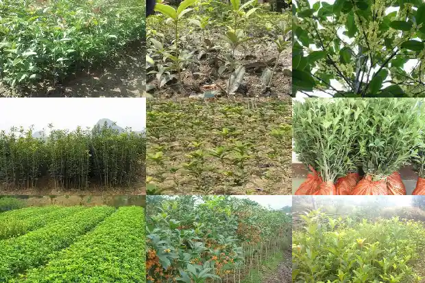 6月栽桂花树能活吗1683248850844