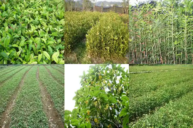 6月栽桂花树能活吗1683248850889