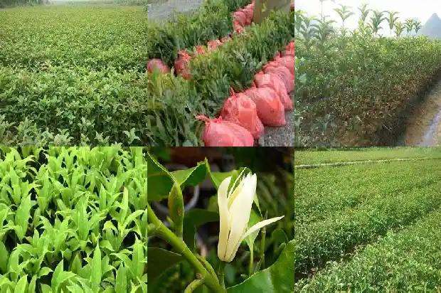 6月栽桂花树能活吗1683248850936