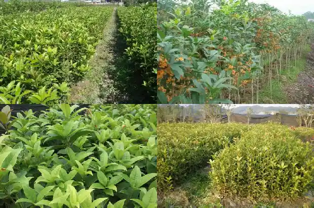 为什么糖尿病不能喝桂花茶1689381593724