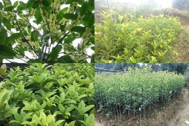 桂花乌龙茶水温1689467684973