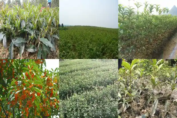 桂花树是啥样的树1690677824600