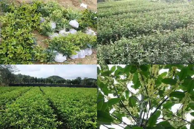 桂花树买什么品种好看好养1683249061605