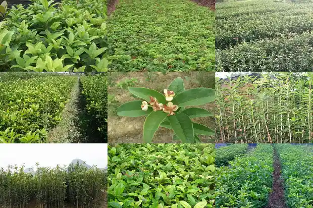 桂花树买什么品种好活的1683249079926
