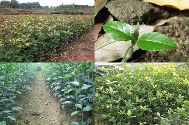 家里养什么品种的桂花树好1683249097465